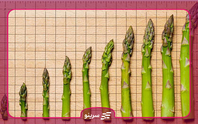 اندام تناسلی آقایان تا چه سنی رشد می کند ؟